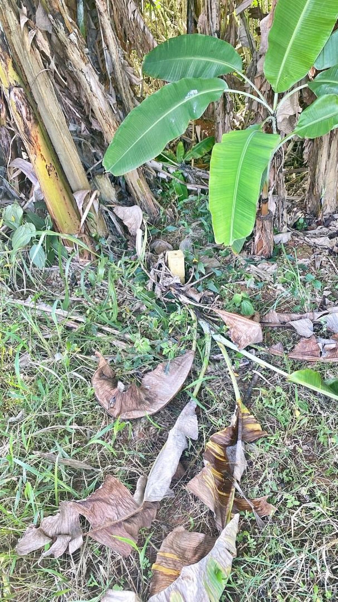 Terreno em Jardim Janaína, Biguaçu