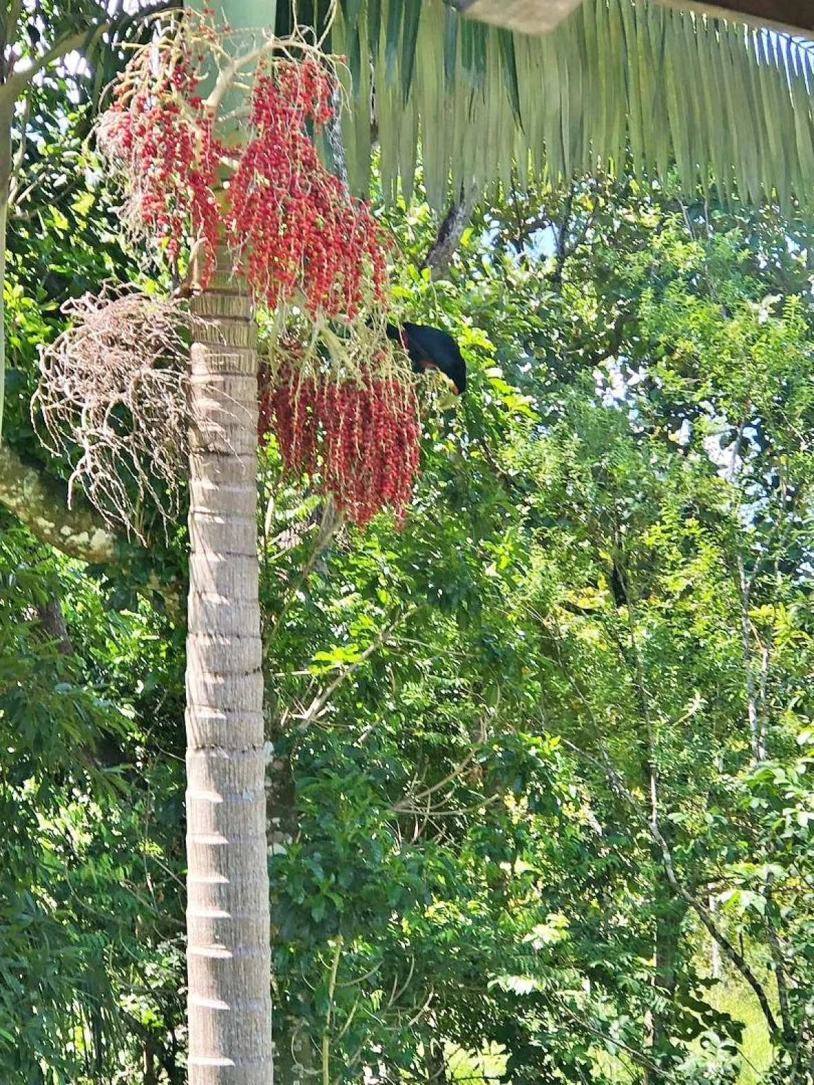 Casa 2 Quartos, 1 Vaga, Terreno 1.500M²  - Santo Amaro Imperatriz - Foto 13