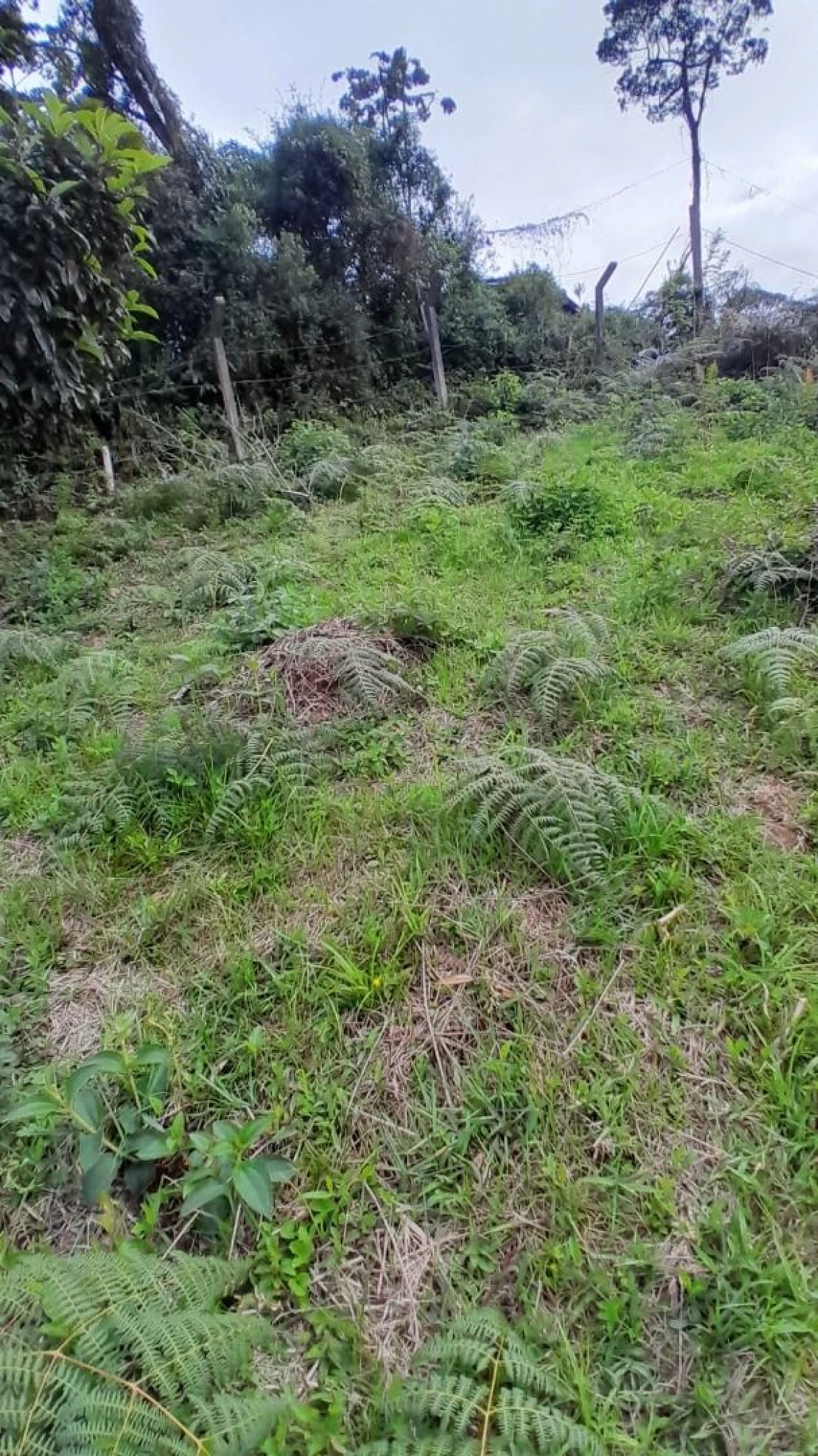 Terreno em Potecas, São José