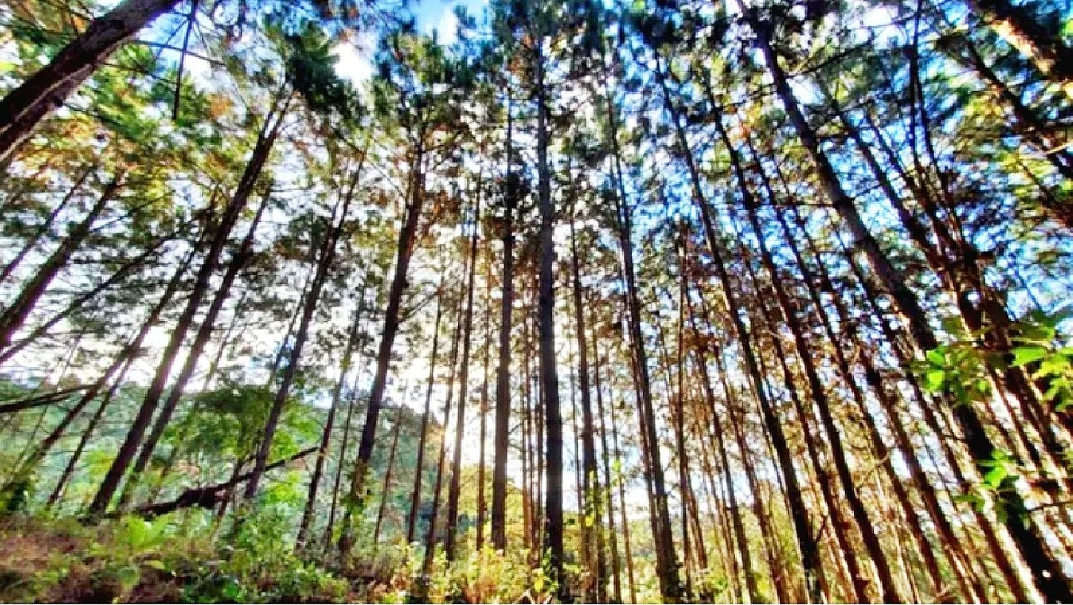 Chácara em Angelina, Angelina