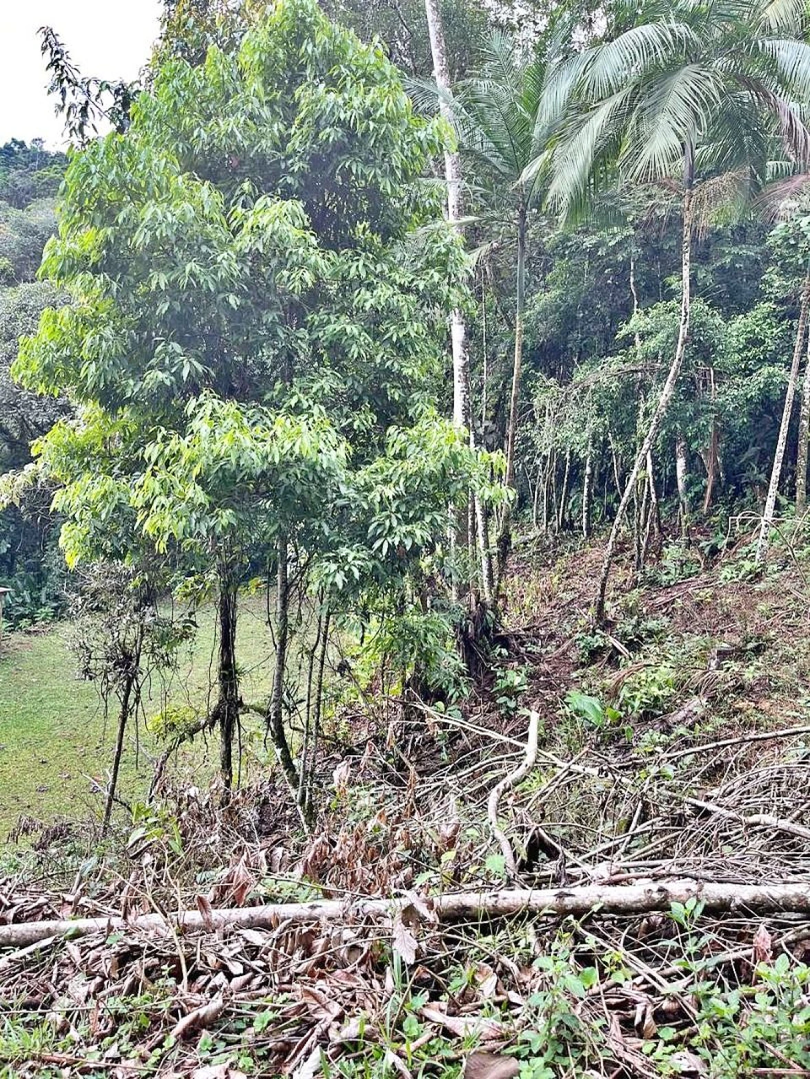Terreno em Centro, São Pedro de Alcântara