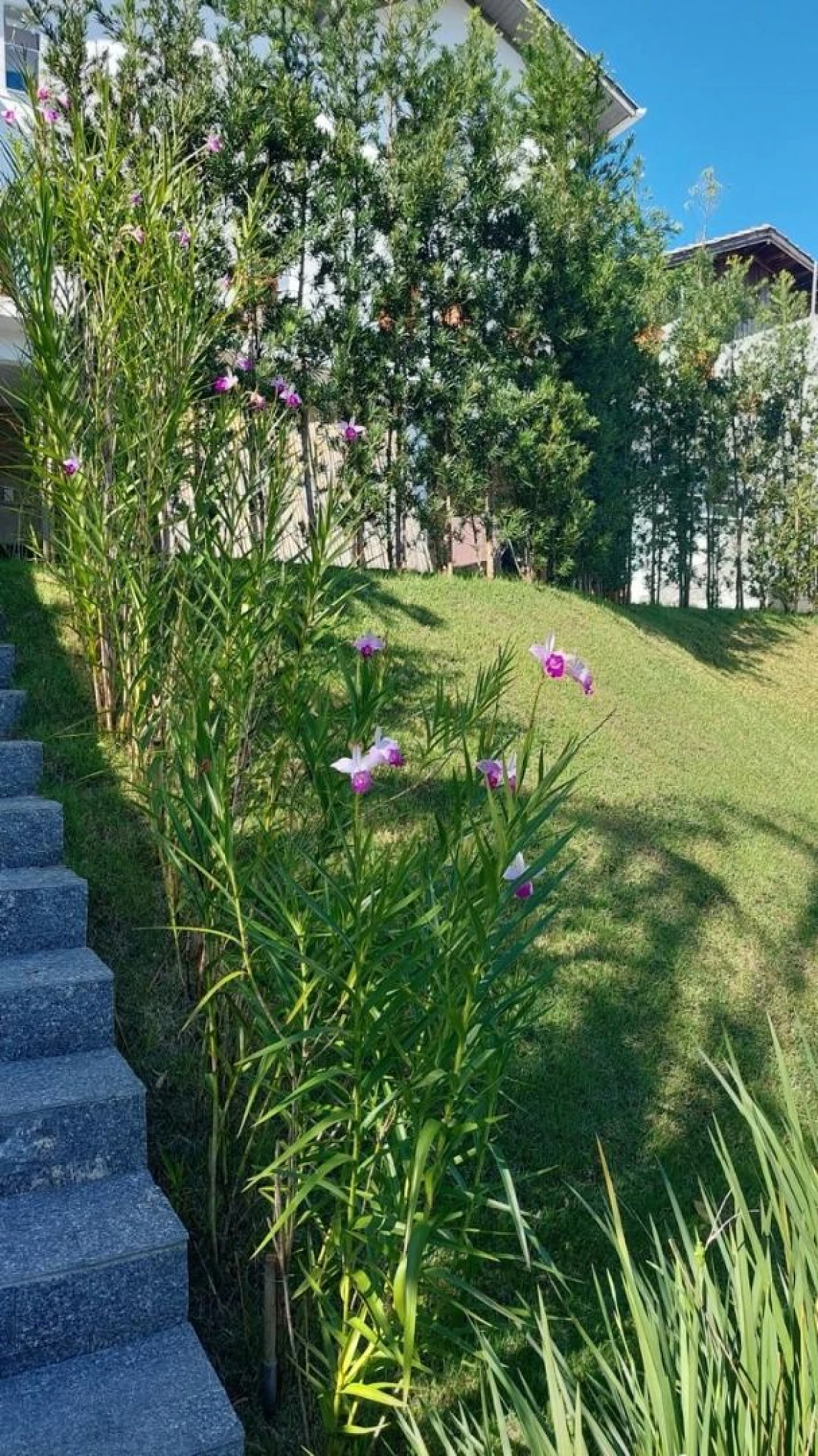 Casa 5 Quartos com 2 Suítes e 340m² - Jardim Atlântico - Foto 11