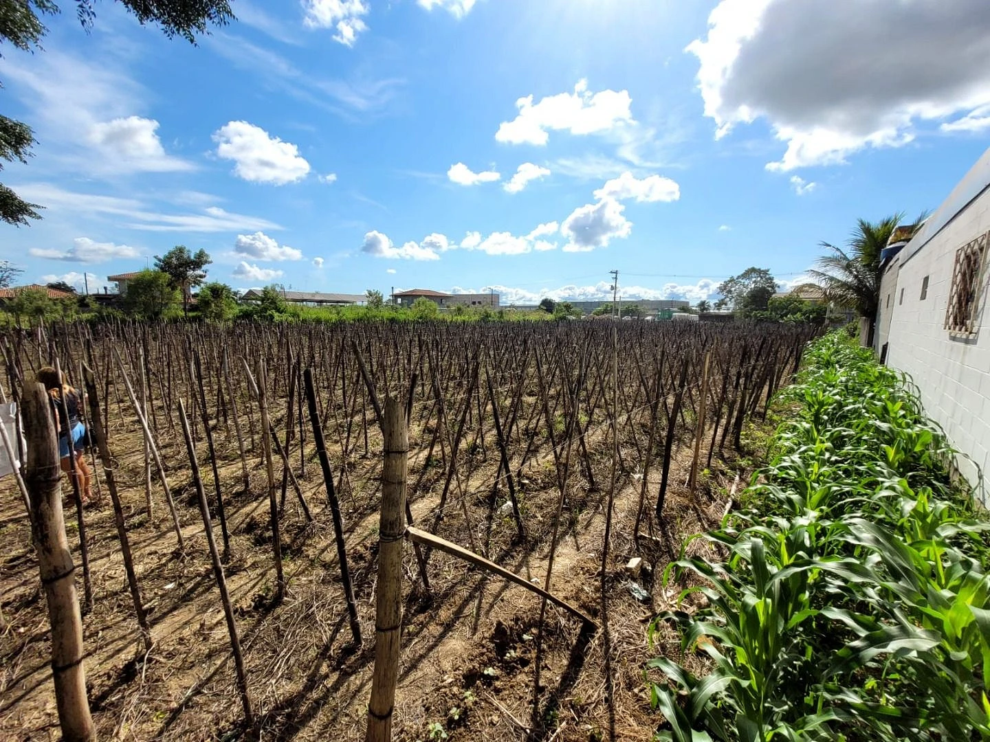 Terreno em Guarda do Cubatão, Palhoça