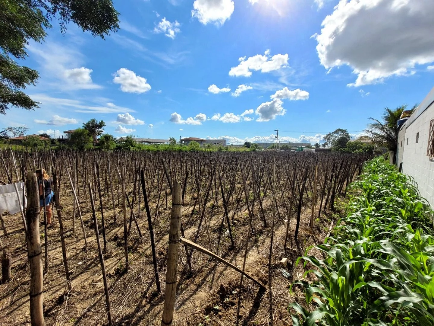 Terreno em Guarda do Cubatão, Palhoça