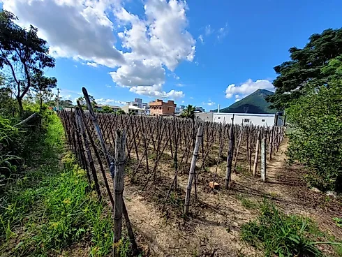 Terreno em Guarda do Cubatão, Palhoça