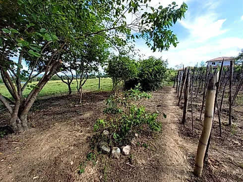 Terreno para Locação Comercial na Guarda do Cubatão - Foto 8