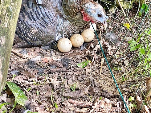Sítio em Área Rural, Águas Mornas