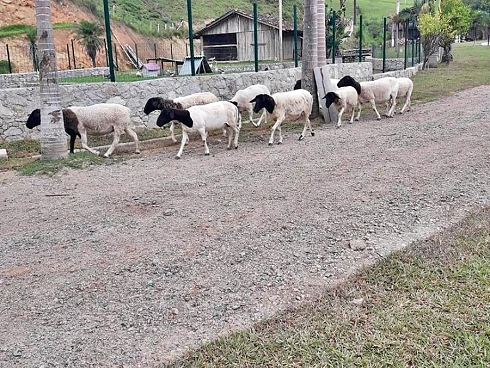 Sítio em Área Rural, Águas Mornas