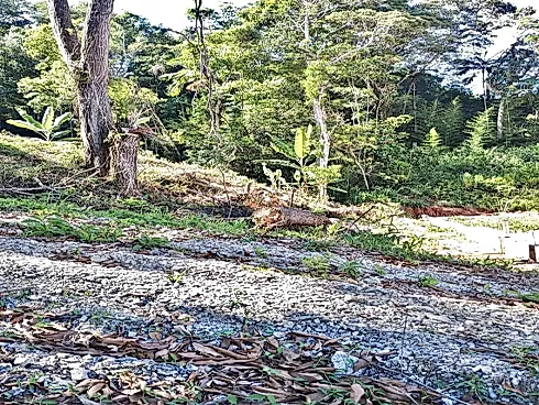 Terreno 462m² - Residencial - Alto Aririú - Foto 10