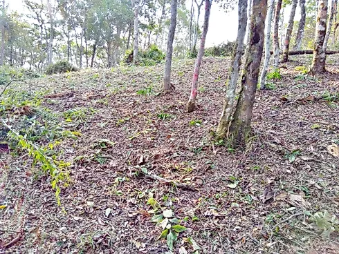 Terreno 5.274,25 m² , Escritura , Área D Lazer - Santo Amaro da Imperatriz - Foto 17
