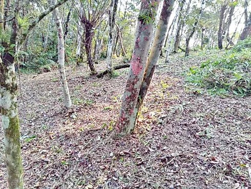 Terreno 5.274,25 m² , Escritura , Área D Lazer - Santo Amaro da Imperatriz - Foto 20