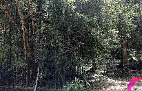 Armação, Florianópolis