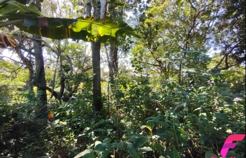 Terreno em Rio Tavares, Florianópolis