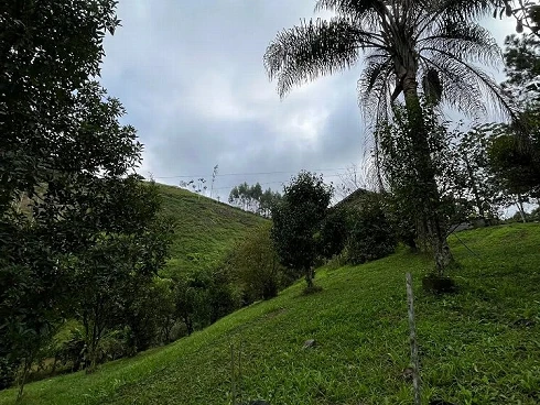 Sítio com 6 Hectares em Nova Trento - Foto 13