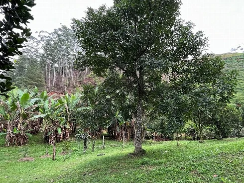 Sítio com 6 Hectares em Nova Trento - Foto 14