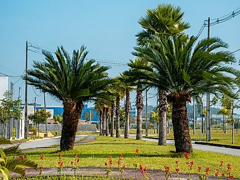 Terreno, Araquari