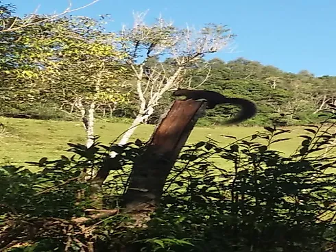 Sítio à Venda no Bairro Limeira, Alfredo Wagner - SC - Foto 16
