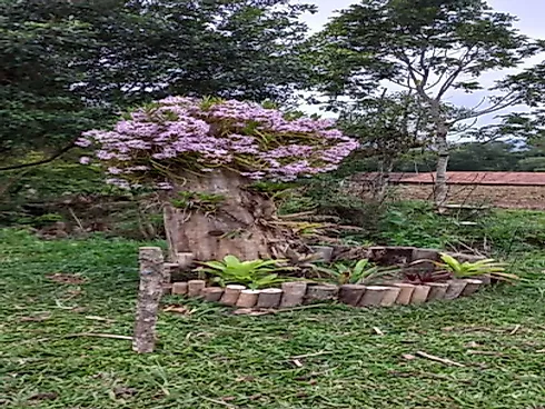 Sítio à Venda no Bairro Limeira, Alfredo Wagner - SC - Foto 17