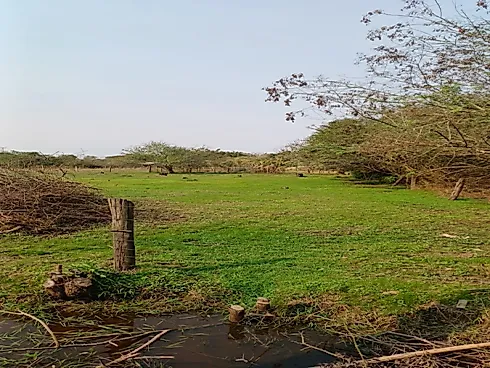Guaiba City, Eldorado do Sul