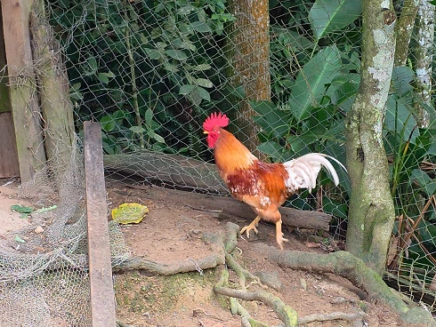 Sítio em Loeffelscheidt, Águas Mornas