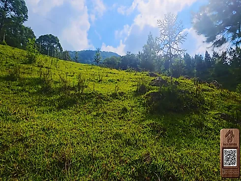 Thumbnail 39
