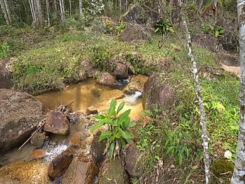 Área Rural de 7,8 Hectares com Pastagem, Reflorestamento e Recursos Hídricos – São Bonifácio/SC - Foto 13
