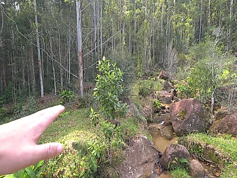 Área Rural de 7,8 Hectares com Pastagem, Reflorestamento e Recursos Hídricos – São Bonifácio/SC - Foto 15