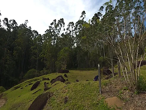 Área Rural de 7,8 Hectares com Pastagem, Reflorestamento e Recursos Hídricos – São Bonifácio/SC - Foto 20