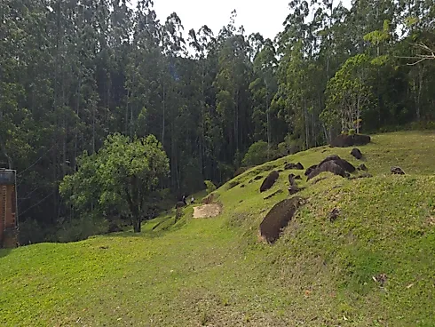Área Rural de 7,8 Hectares com Pastagem, Reflorestamento e Recursos Hídricos – São Bonifácio/SC - Foto 21