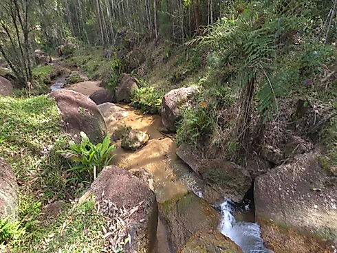 Área Rural de 7,8 Hectares com Pastagem, Reflorestamento e Recursos Hídricos – São Bonifácio/SC - Foto 5