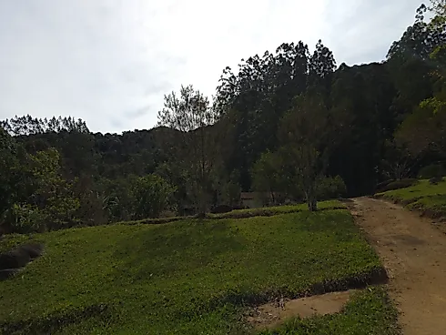 Área Rural de 7,8 Hectares com Pastagem, Reflorestamento e Recursos Hídricos – São Bonifácio/SC - Foto 24