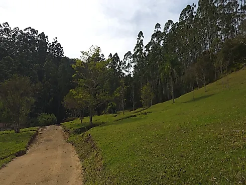 Área Rural de 7,8 Hectares com Pastagem, Reflorestamento e Recursos Hídricos – São Bonifácio/SC - Foto 27