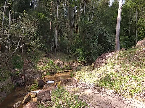 Área Rural de 7,8 Hectares com Pastagem, Reflorestamento e Recursos Hídricos – São Bonifácio/SC - Foto 6