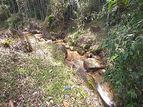 Área Rural de 7,8 Hectares com Pastagem, Reflorestamento e Recursos Hídricos – São Bonifácio/SC - Foto 8
