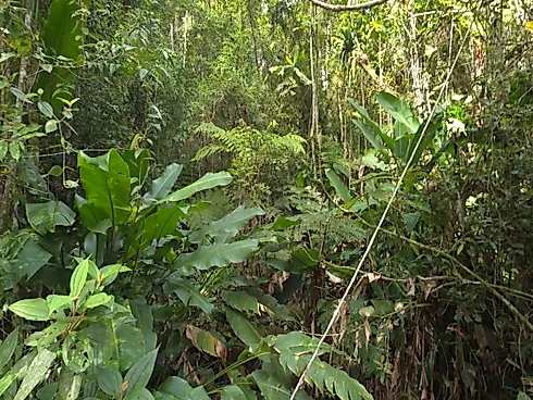 Área Rural de 7,8 Hectares com Pastagem, Reflorestamento e Recursos Hídricos – São Bonifácio/SC - Foto 10
