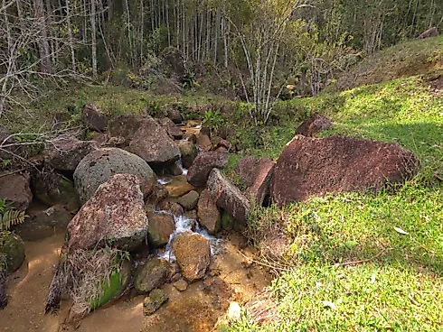 Área Rural de 7,8 Hectares com Pastagem, Reflorestamento e Recursos Hídricos – São Bonifácio/SC - Foto 11
