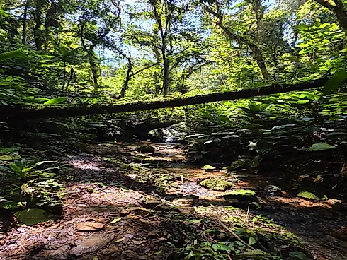 Refúgio Exclusivo com Cachoeira Privativa e Muita Natureza em Águas Mornas – 2 Hectares - Foto 11