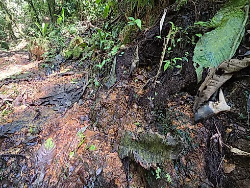 Refúgio Exclusivo com Cachoeira Privativa e Muita Natureza em Águas Mornas – 2 Hectares - Foto 12