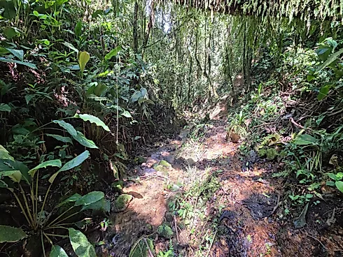 Refúgio Exclusivo com Cachoeira Privativa e Muita Natureza em Águas Mornas – 2 Hectares - Foto 14