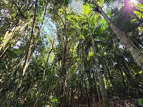 Refúgio Exclusivo com Cachoeira Privativa e Muita Natureza em Águas Mornas – 2 Hectares - Foto 15