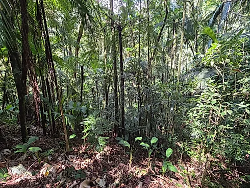Refúgio Exclusivo com Cachoeira Privativa e Muita Natureza em Águas Mornas – 2 Hectares - Foto 16