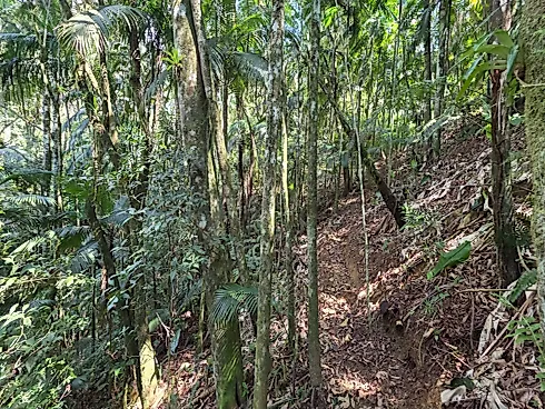 Refúgio Exclusivo com Cachoeira Privativa e Muita Natureza em Águas Mornas – 2 Hectares - Foto 17