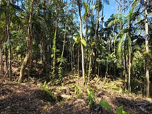 Refúgio Exclusivo com Cachoeira Privativa e Muita Natureza em Águas Mornas – 2 Hectares - Foto 6