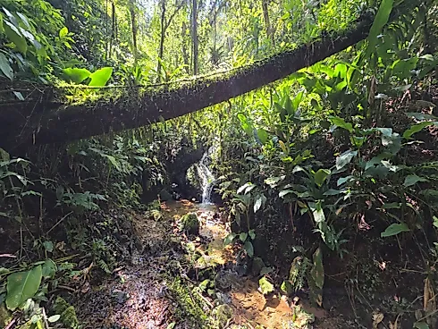 Refúgio Exclusivo com Cachoeira Privativa e Muita Natureza em Águas Mornas – 2 Hectares - Foto 9