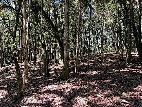 Chácara Exclusiva de 1 Hectare (10.000 M²) em Pinheiral – Rancho Queimado/SC - Foto 4