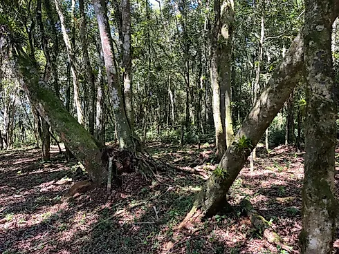 Chácara Exclusiva de 1 Hectare (10.000 M²) em Pinheiral – Rancho Queimado/SC - Foto 5