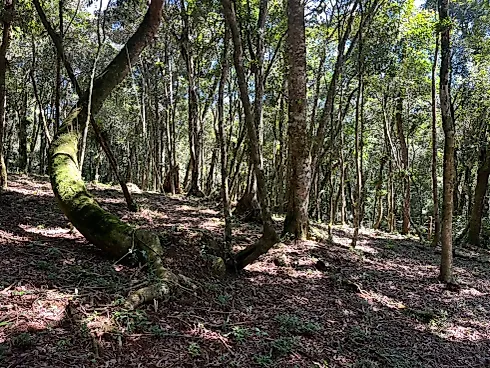 Chácara Exclusiva de 1 Hectare (10.000 M²) em Pinheiral – Rancho Queimado/SC - Foto 6