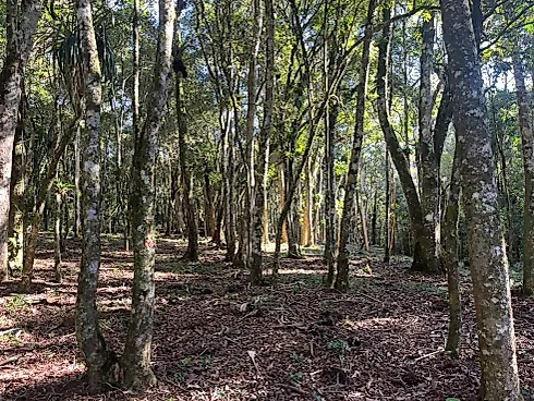 Chácara Exclusiva de 1 Hectare (10.000 M²) em Pinheiral – Rancho Queimado/SC - Foto 2