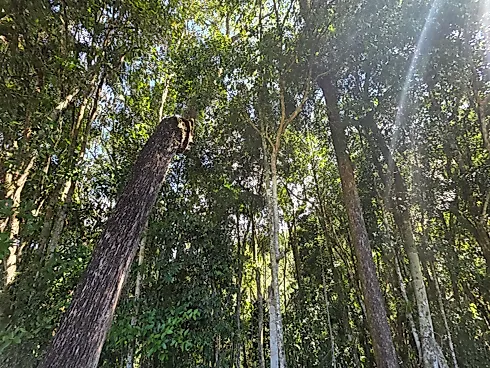 Vista Espetacular em Aguas Mornas - Foto 12