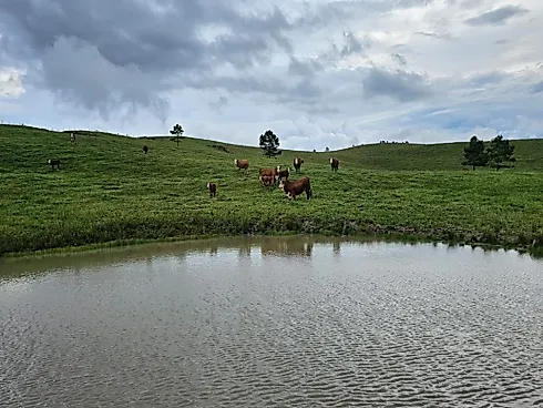 Fazenda de 200 Hectares em Leoberto Leal – Pronta para Pecuária e Produção - Foto 7